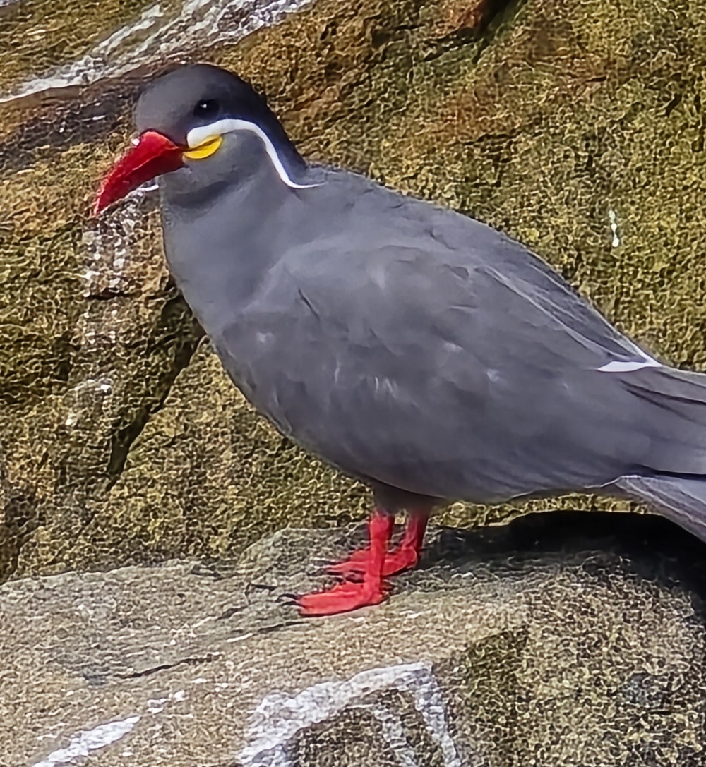 2026-03-24-D Callao 20260324_135355_ji.jpg